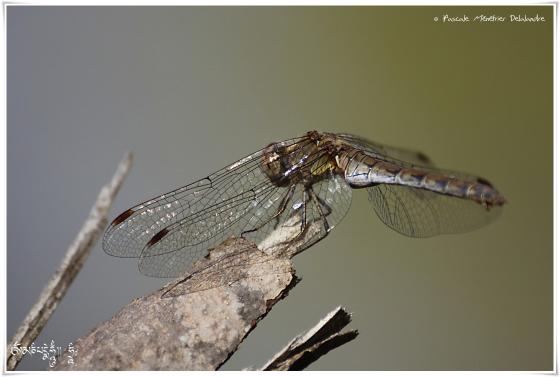 Sympétrum strié ♀ - Sympétrum striolatum