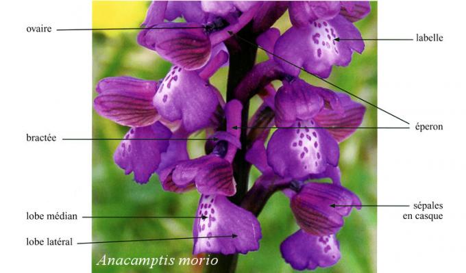 Morphologie des fleurs d'orchidées
