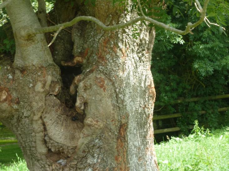 écorces d'arbres 