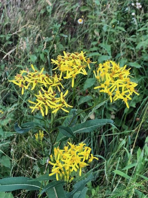 La Chau (Seyne - Montclar)