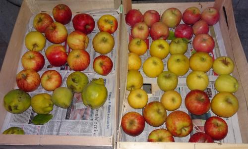 Pommes et coings au verger de Francorville