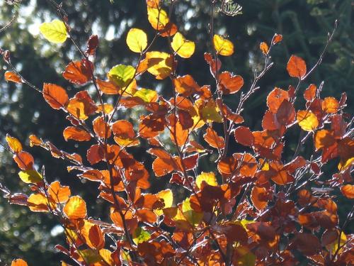 L'automne à l'Aigoual