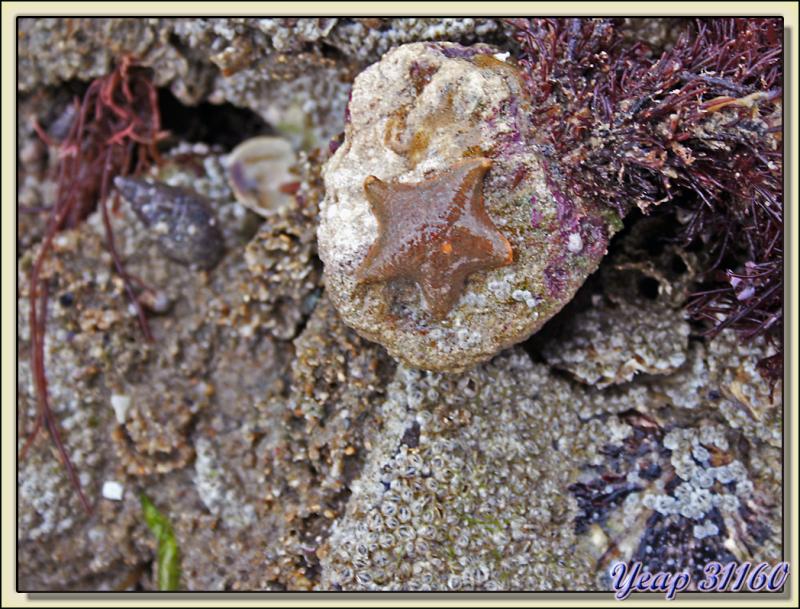 Etoile de mer à marée basse - Loix-en-Ré - Ile de Ré - 17
