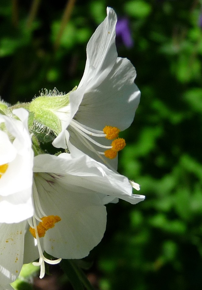 Au Jardin des Plantes, Raoul Douglas dessine