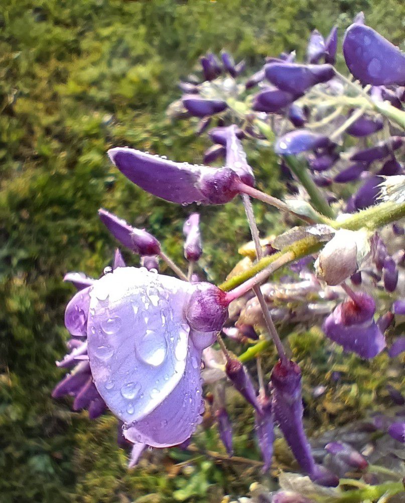 Mon amour de glycine - avril 2022...