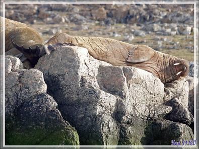 Morse, Walrus, Aiviq (Odobenus rosmarus rosmarus) - Philpots Island - Nunavut - Canad