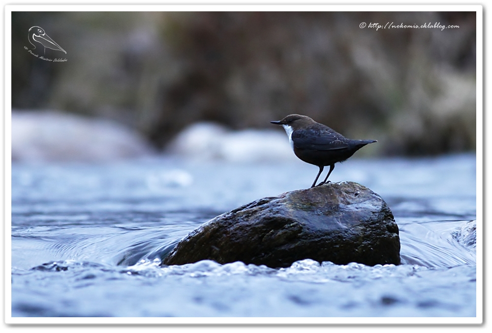 Cincle plongeur - Cinclus cinclus