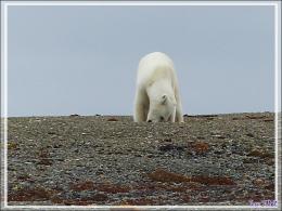 Dernière série avec cet ours on ne peut plus photogénique ! (Polar bear) - Creswell Bay - Somerset Island - Nunavut - Canada