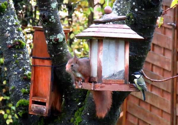 Un poilu dans mon jardin pour le 11 novembre....