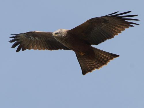 "Portraits d' oiseaux de Côte d'Or",  une conférence de la LPO à Laignes