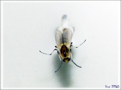 Naissance d'un minuscule diptère sous mes yeux - Lartigau - Milhas - 31