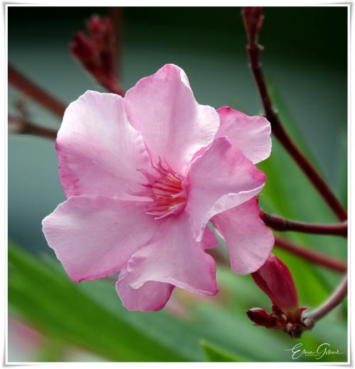 Dans l'intimité des fleurs