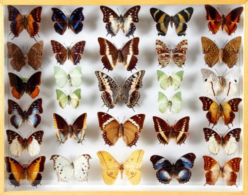 LEPIDOPTERES 4