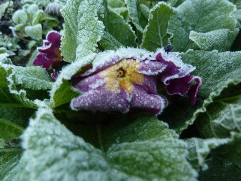 La magie du givre ...