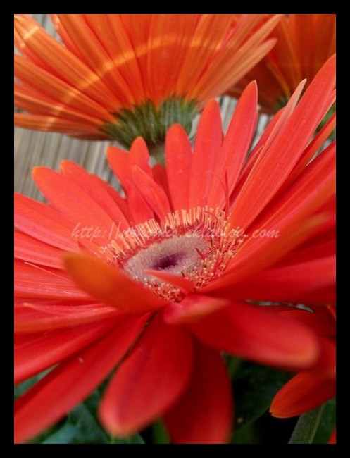 Tranches de vie d'un Australian Shepherd