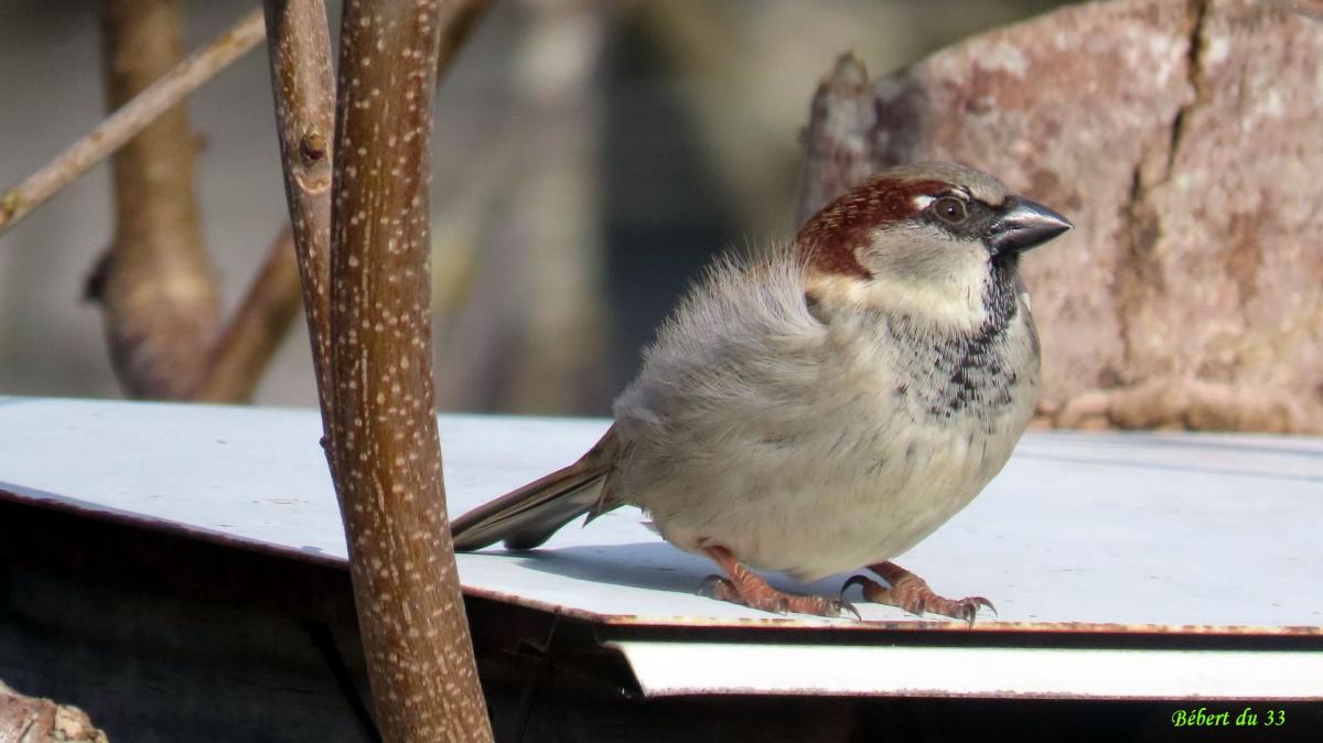 des moineaux au jardin