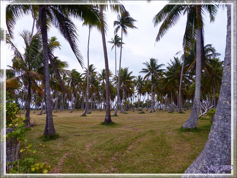 Cocoteraie - Huahine - Polynésie française