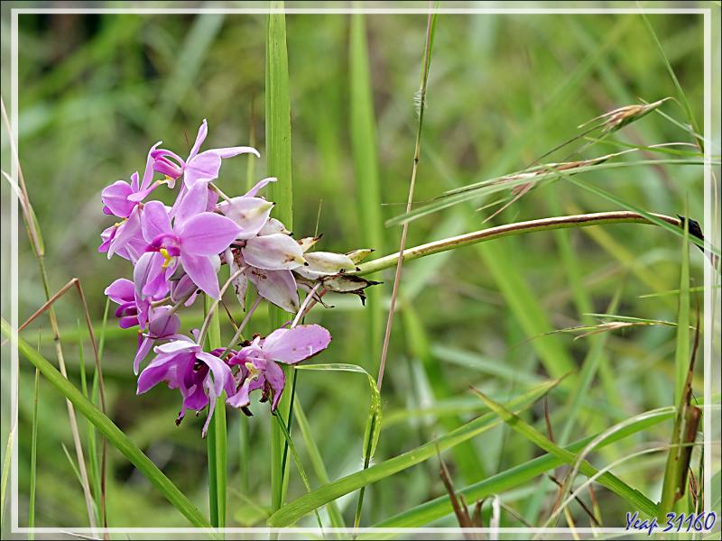 Débarquement à l'île Fergusson, puis, accompagnés par des guides locaux, direction de la source d'eau chaude de Deidei, avec ses fumées et ses geysers - Papouasie Nouvelle-Guinée