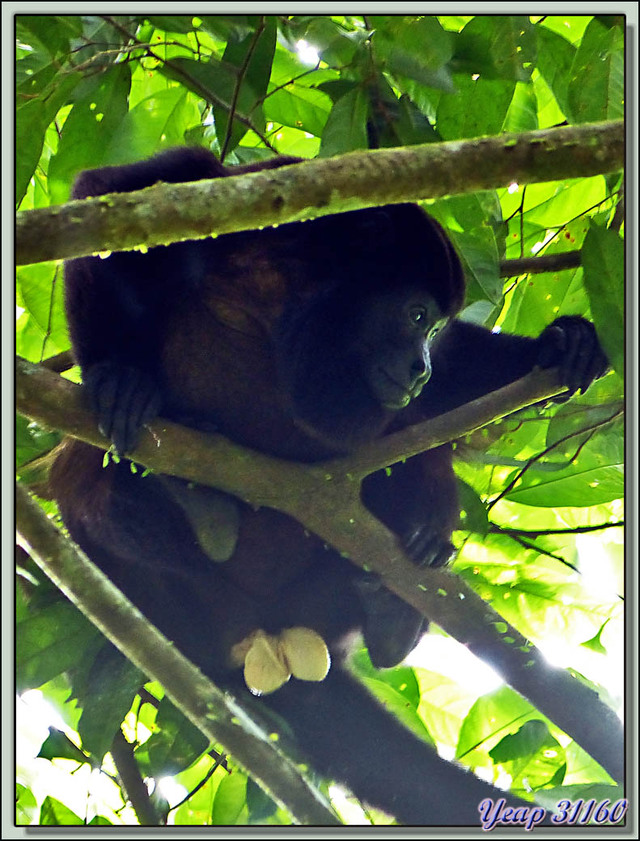 Blog de images-du-pays-des-ours : Images du Pays des Ours (et d'ailleurs ...), Singe Hurleur, probablement le mâle dominant et il le montre - Puerto Viejo de Sarapiqui, Costa Rica