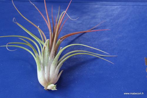 Lundi 28.03 au Dimanche 03.04