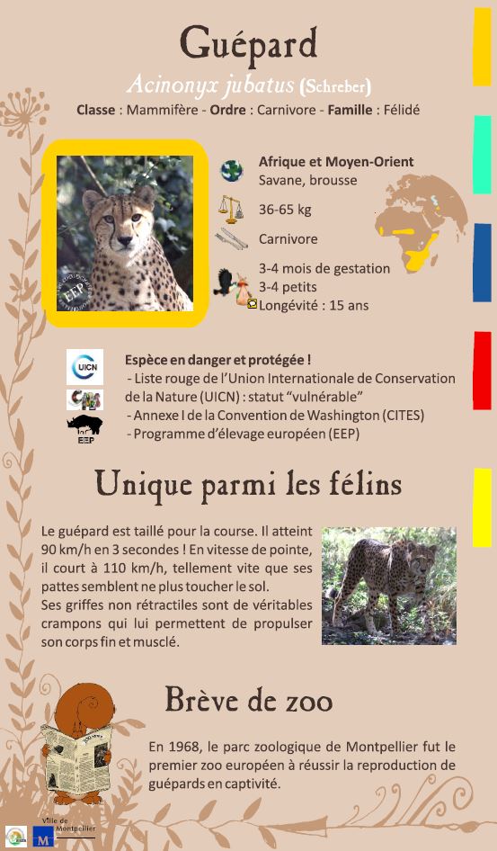 Guépard