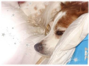 Cormflower "blanc" (3)