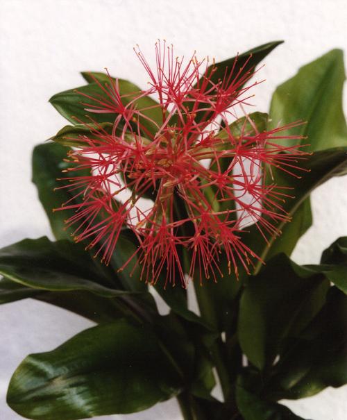 Fleurs cultivées : Scadoxus