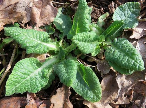 Fleurs cultivées : Primevère