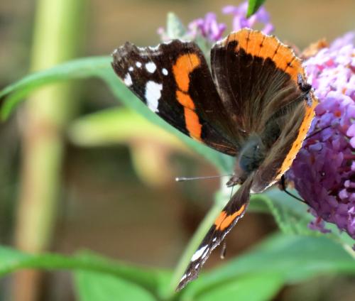 Quelques insectes de mon jardin vus cet été...