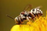 Hyménoptera (hors fourmis)