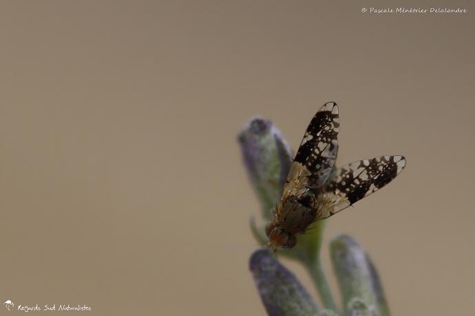 Tephritis neesii femelle