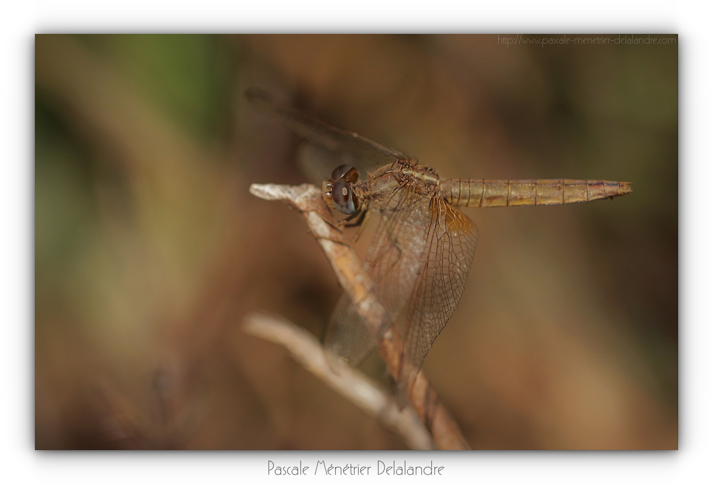 Crocothémis écarlate ♀