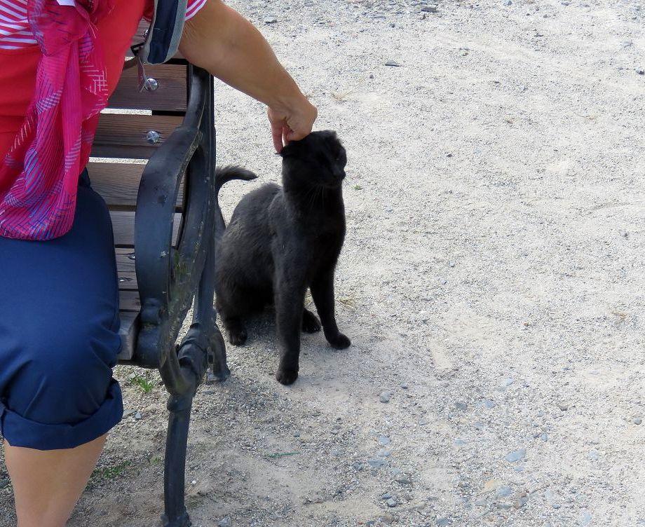un minou noir au Roc St André
