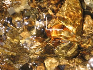 LES EMANANTS ANIMAUX 2