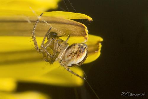 Araignée Mangora acalypha