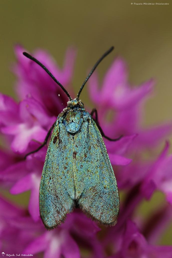 Procris du prunellier ♀ - Rhagades pruni - Zygaenidae procridinae