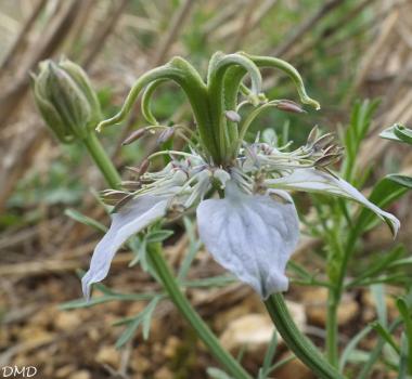 Nigella gallica  -  nigelle de France