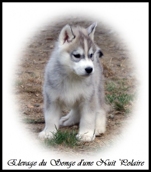 Chiot Husky Mâle (49j)