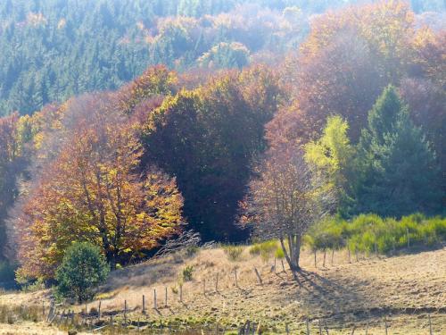 L'automne à l'Aigoual