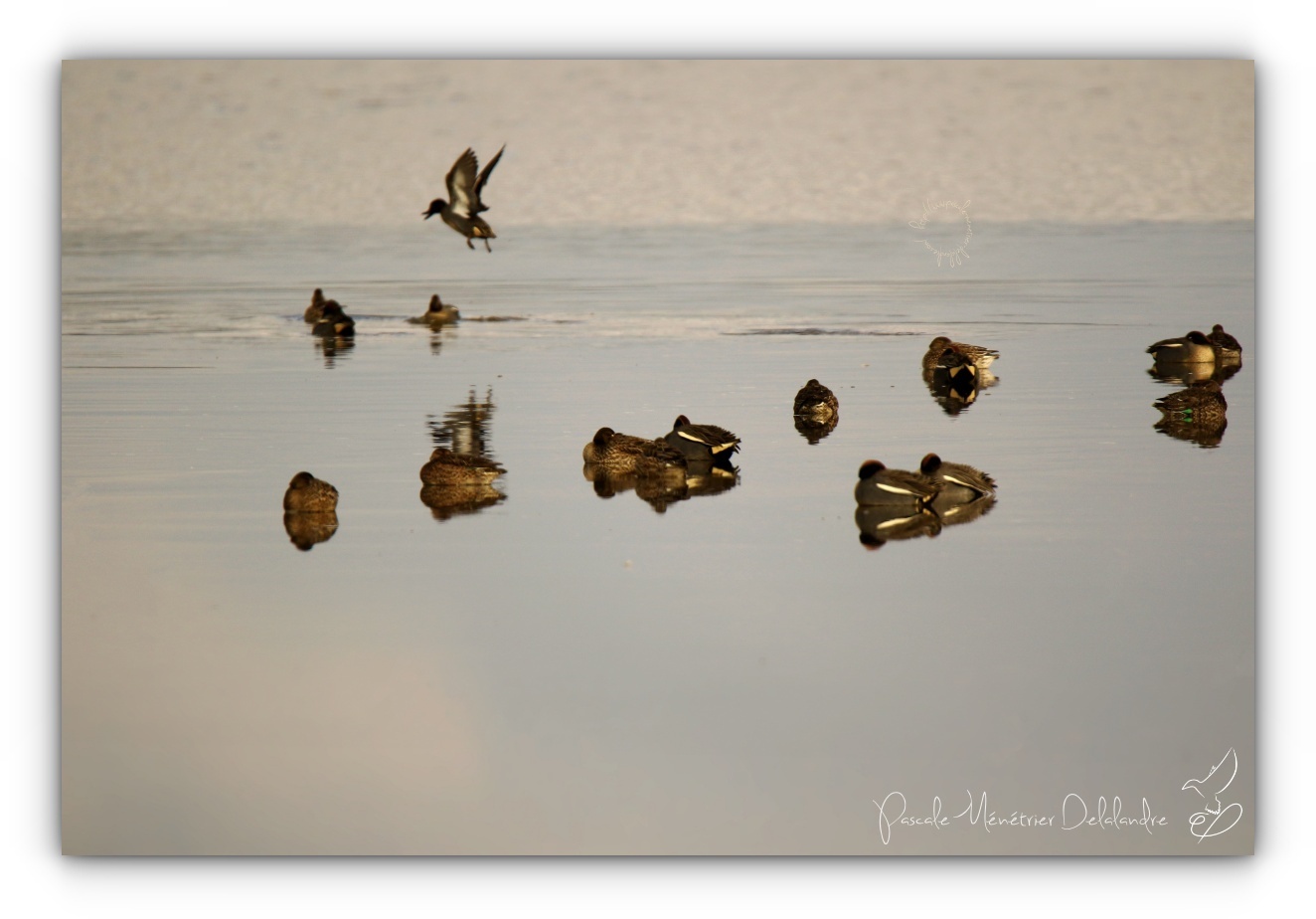 Cohabitation sur le lac...