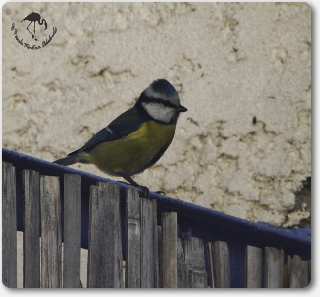 Mésange bleue...