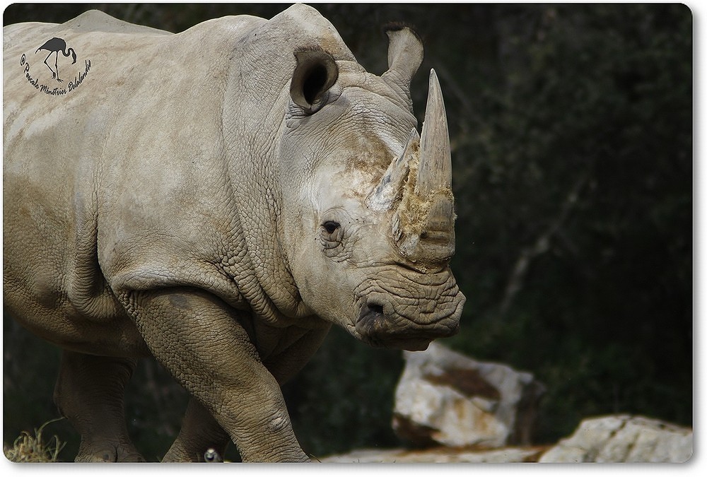 Rhinocéros blanc...