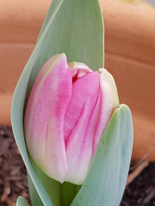 ANNE .L : Ses Fleurs