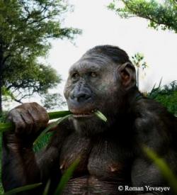 Prémices de l'Humanité en Afrique