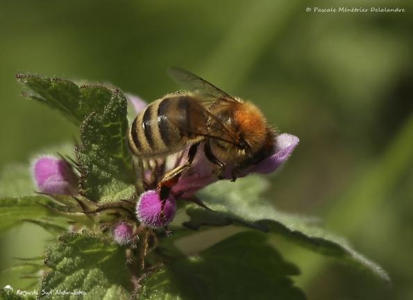 Abeille Colletes hederae ♀