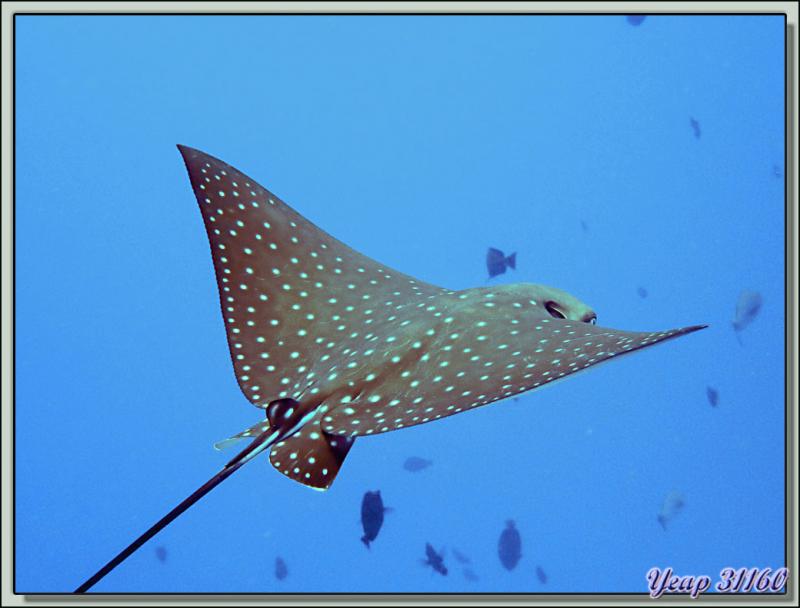 Plongée bouteille Passe de Tiputa : Raie aigle (Raie léopard) - Rangiroa - Tuamotu, Polynésie française