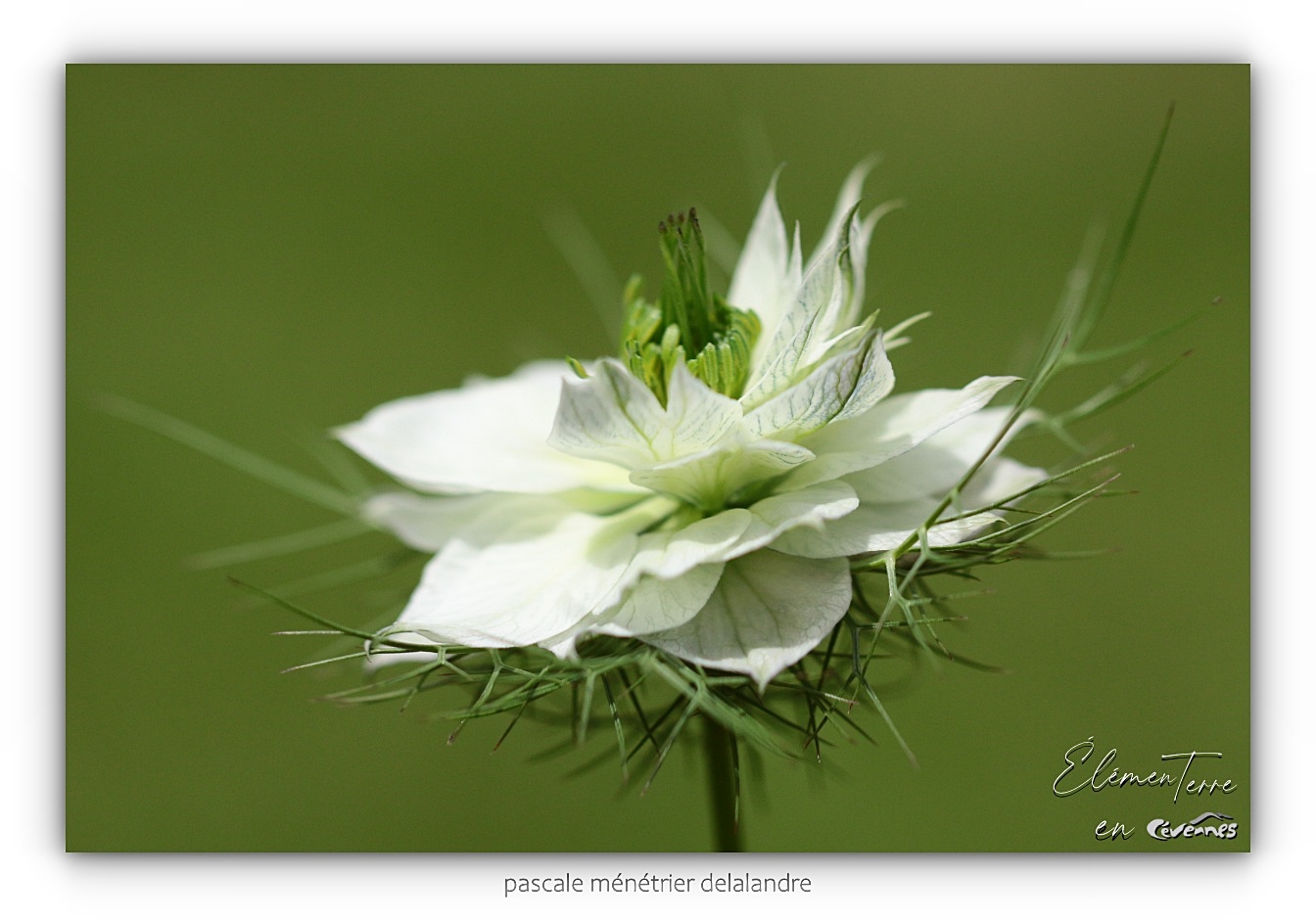 Nigelle de Damas blanche
