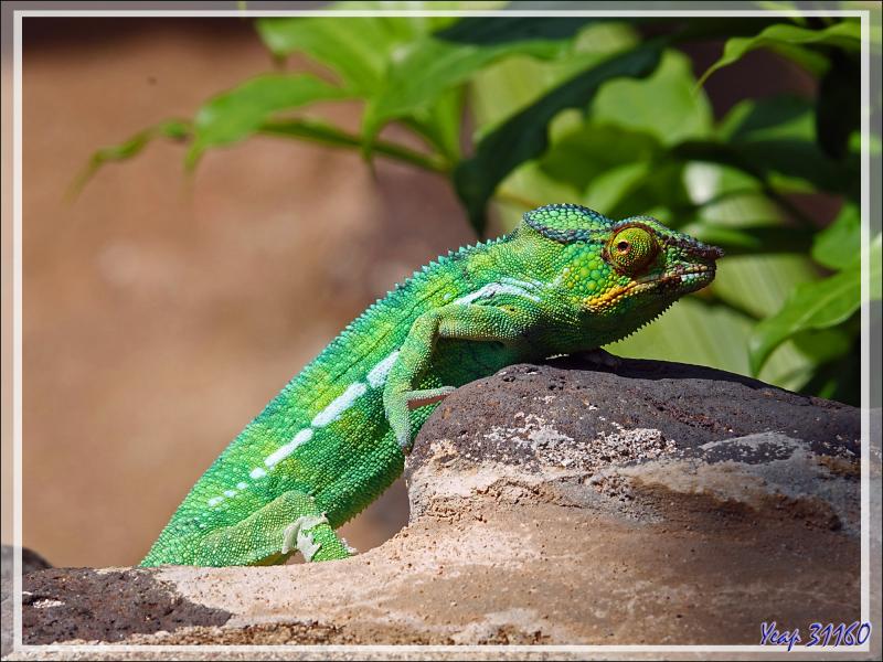 Caméléon panthère mâle, Panther chameleon (Furcifer pardalis) - Nosy Sakatia - Madagascar