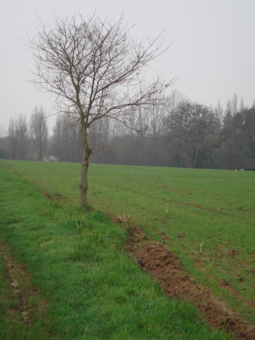 La campagne reinoise