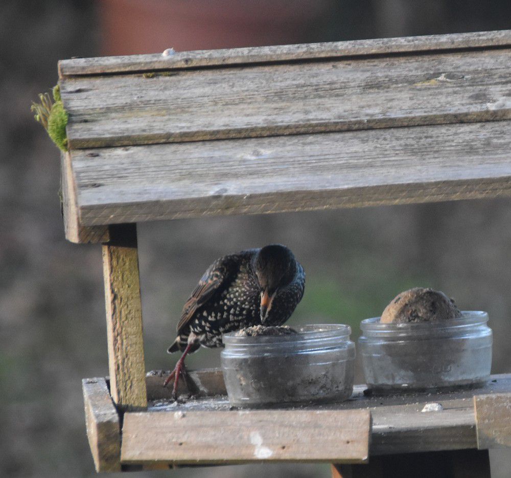 Oiseaux du jardin - décembre 2023 (1/2)....